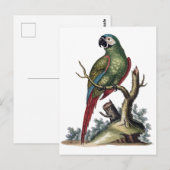 Antiek groene papegaai briefkaart (Voorkant / Achterkant)