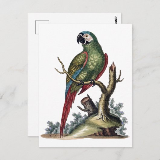 Antiek groene papegaai briefkaart (Voorkant / Achterkant)