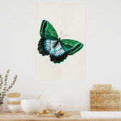  Antiek groene vlinder 1800s Illustratie Poster (Keuken)