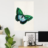  Antiek groene vlinder 1800s Illustratie Poster (Thuiskantoor)