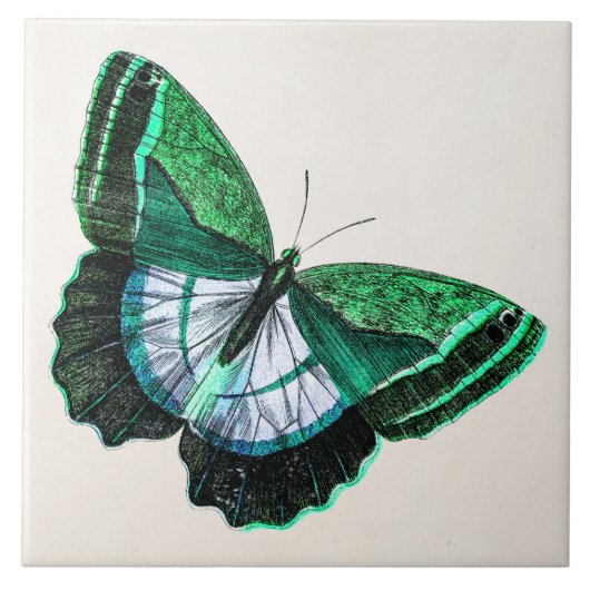  Antiek groene vlinder 1800s Illustratie Tegeltje (Voorkant)