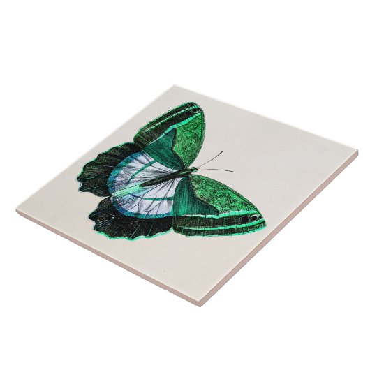 Antiek groene vlinder 1800s Illustratie Tegeltje (Zijkant)