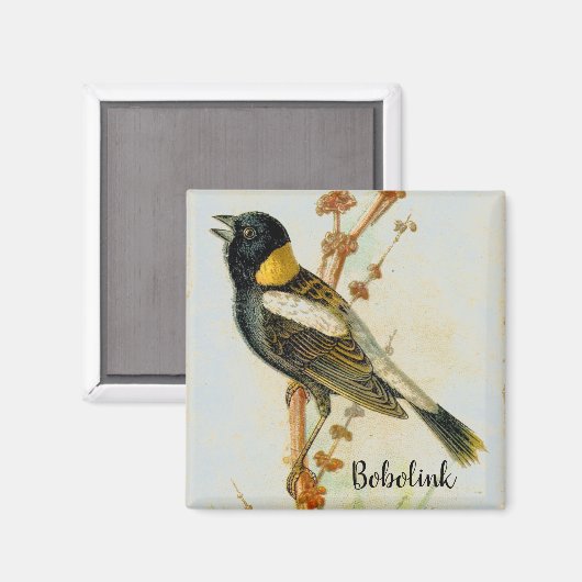 Antiek handgetekende Bobolink Vogelmagneet Magneet (Voorkant / Achterkant)