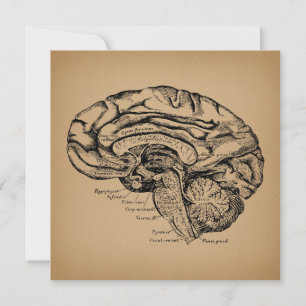 Antiek Hersen Diagram Vintage Medische Anatomie Ku Kaart