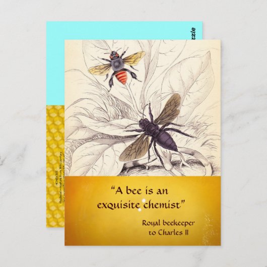 ANTIEK HONINGBIJENHOUDER ,BIJENTEELT BRIEFKAART (Voorkant / Achterkant)