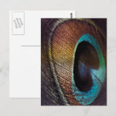 Antiek Hues Peacock Feather Eye Briefkaart (Voorkant / Achterkant)