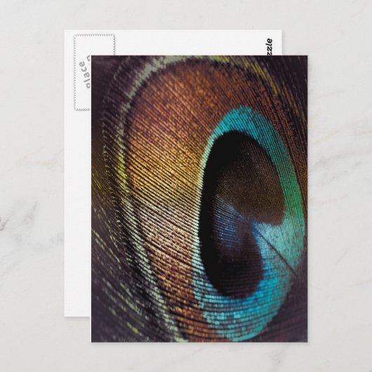 Antiek Hues Peacock Feather Eye Briefkaart (Voorkant / Achterkant)