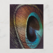 Antiek Hues Peacock Feather Eye Briefkaart (Voorkant)