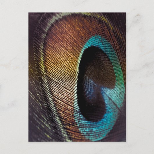 Antiek Hues Peacock Feather Eye Briefkaart (Voorkant)