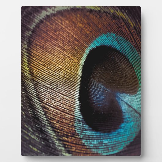 Antiek Hues Peacock Feather Eye Fotoplaat (Voorkant)