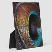 Antiek Hues Peacock Feather Eye Fotoplaat (Zijkant)