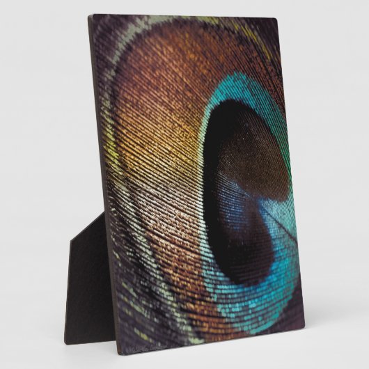 Antiek Hues Peacock Feather Eye Fotoplaat (Zijkant)