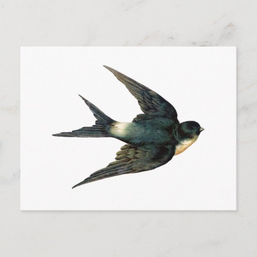 Antiek illustratie van de gevlikte vogel Briefkaart (Voorkant)