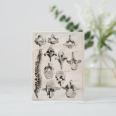 Antiek illustratie van de wervelkolom briefkaart (Staand voorkant)