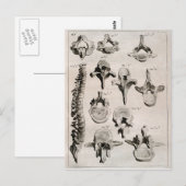 Antiek illustratie van de wervelkolom briefkaart (Voorkant / Achterkant)