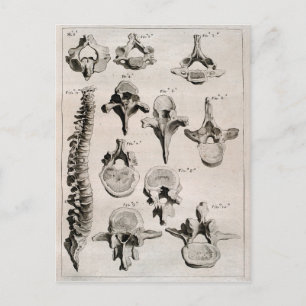 Antiek illustratie van de wervelkolom briefkaart