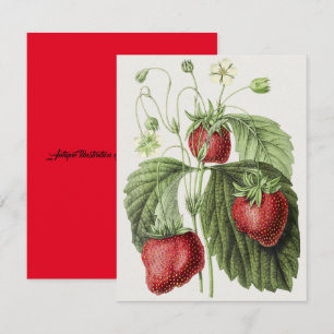 Antiek illustratie van Fraise reine des belges. Notitiekaartje