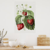 Antiek illustratie van Fraise reine des belges. Poster (Keuken)