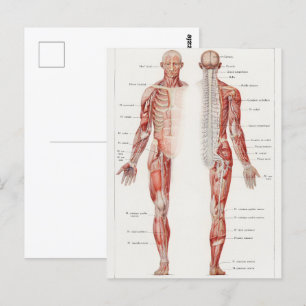 Antiek illustratie van het menselijk zenuwstelsel briefkaart