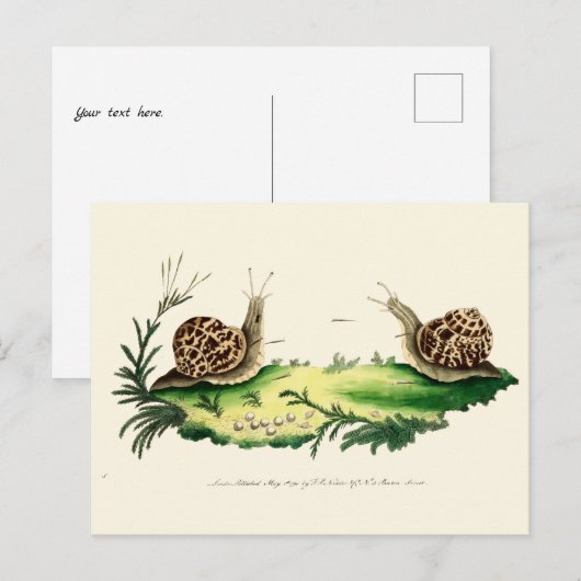 Antiek illustratie van tuinslakken briefkaart (Voorkant / Achterkant)