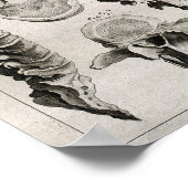 Antiek illustratie van wervelkolom poster (Hoek)