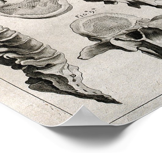 Antiek illustratie van wervelkolom poster (Hoek)