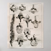 Antiek illustratie van wervelkolom poster (Voorkant)