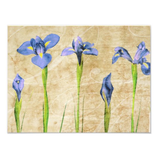 Antiek IRIS -  Iris-achtergrond aanpassen Foto Afdruk (Voorkant)