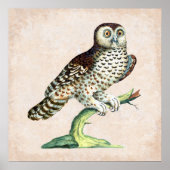Antiek Italiaanse uil graveren Natuur Poster (Voorkant)