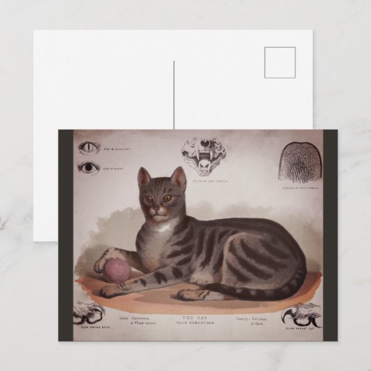 Antiek Kat Feestdagenkaart (Voorkant / Achterkant)