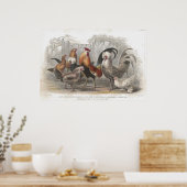 Antiek kippen- en hondenfotografie poster (Keuken)