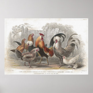 Antiek kippen- en hondenfotografie poster