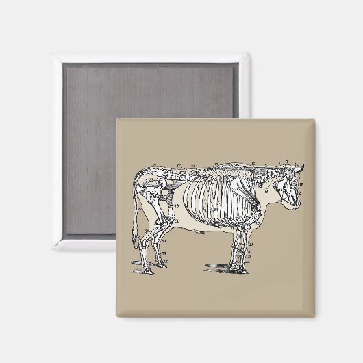 Antiek Koe Skeleton Botten Fun Magneet (Voorkant / Achterkant)