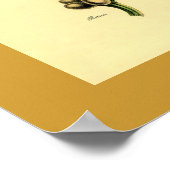 Antiek KoffiePlant Botanische afdruk Poster (Hoek)