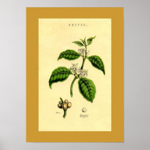 Antiek KoffiePlant Botanische afdruk Poster