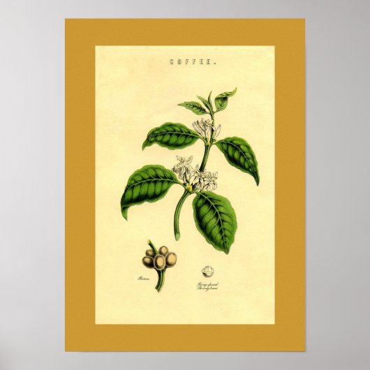 Antiek KoffiePlant Botanische afdruk Poster (Voorkant)