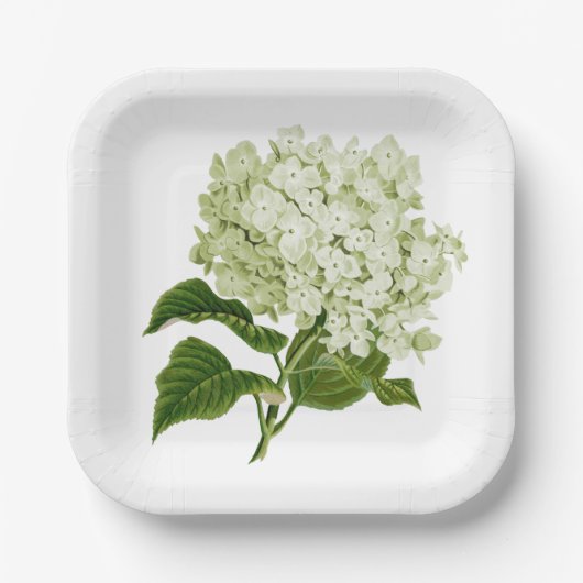 Antiek Licht Groen en Wit Hydrangea Blossom Papieren Bordje (Voorkant)