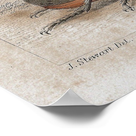 Antiek lichtdruk poster (Hoek)