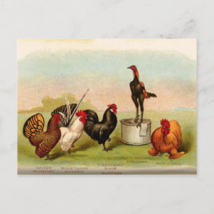 antiek Louis P. Graham Bantams Poultry Briefkaart