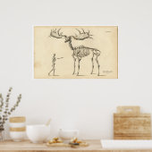 Antiek Man met anatomische loopskelet + Elk Poster (Keuken)