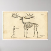 Antiek Man met anatomische loopskelet + Elk Poster (Voorkant)