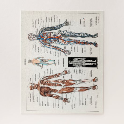 Antiek medisch anatomisch anatomisch diagram Legpuzzel (Verticaal)