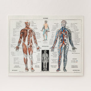 Antiek medisch anatomisch anatomisch diagram Legpuzzel