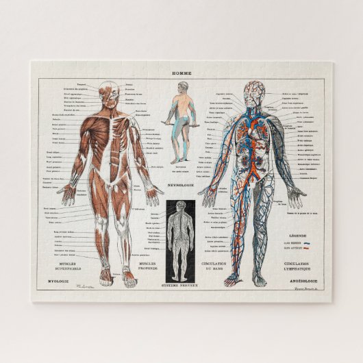 Antiek medisch anatomisch anatomisch diagram Legpuzzel (Horizontaal)