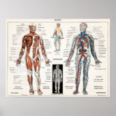 Antiek medisch anatomisch anatomisch diagram Poster (Voorkant)