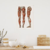 Antiek medisch anatomisch anatomisch diagram Poster (Keuken)