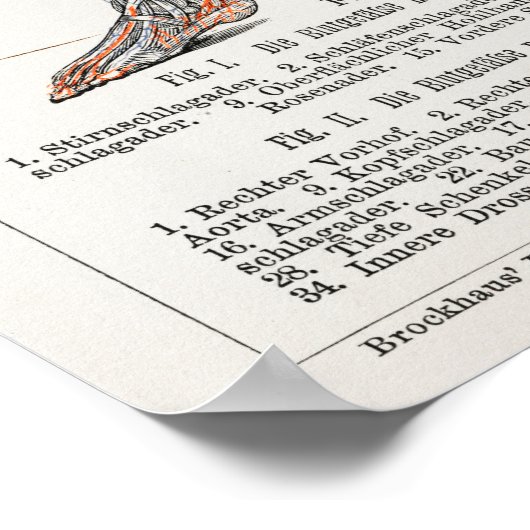  Antiek medisch Duits anatomisch diagram Poster (Hoek)