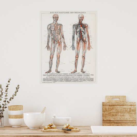  Antiek medisch Duits anatomisch diagram Poster (Keuken)