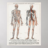  Antiek medisch Duits anatomisch diagram Poster (Voorkant)