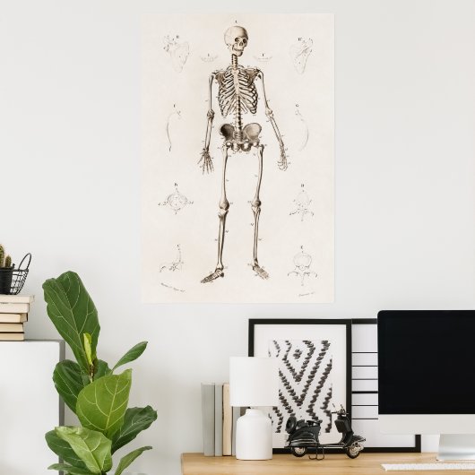  Antiek medisch skeleton anatomiediagram Poster (Thuiskantoor)